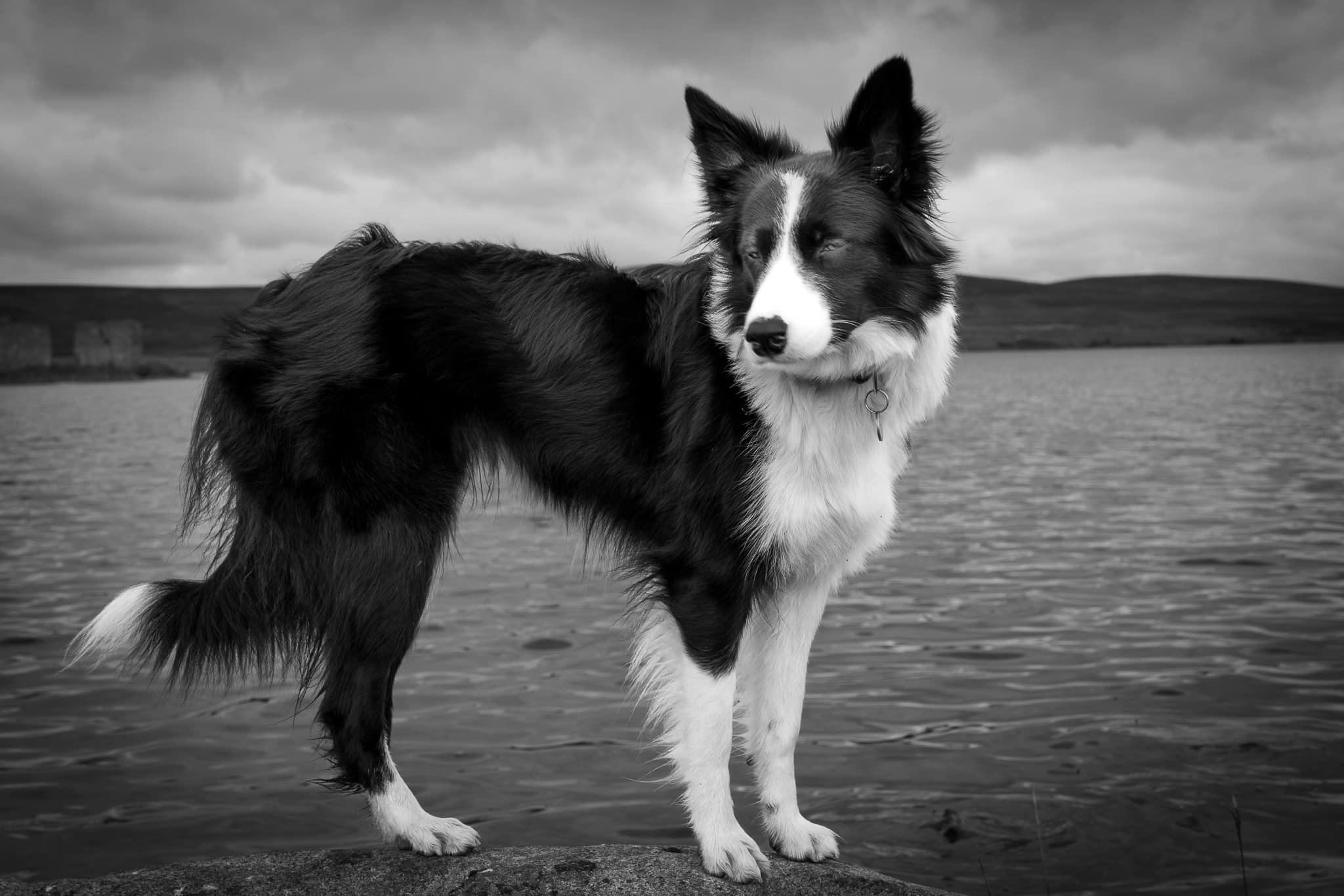 A black and white photograph of a border collie dog standing alert with a Scottish loch in the background, capturing the essence of its spirited nature, beautifully taken by Julian Davies Pet Photography based in Aberdeenshire