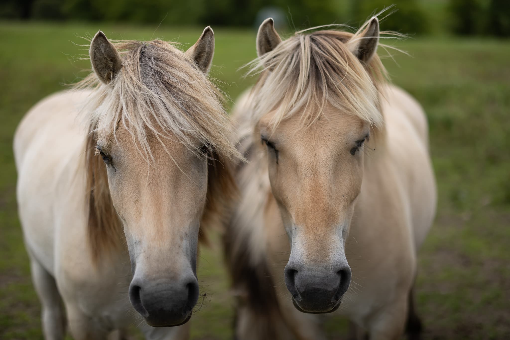 Two fawn ponies stand side by side in a lush green field in Aberdeenshire, captured by Julian Davies Photography, showcasing their gentle demeanor and harmonious presence in nature.