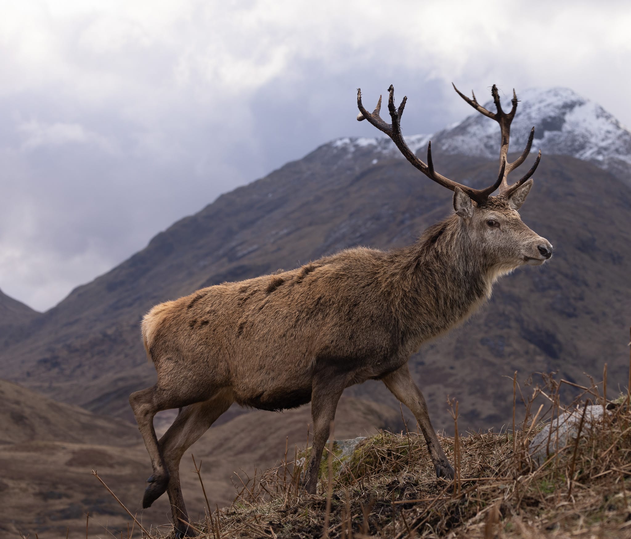 Close-up photograph of a red deer photographed by Julian Davies Photography in the Scottish Highlands