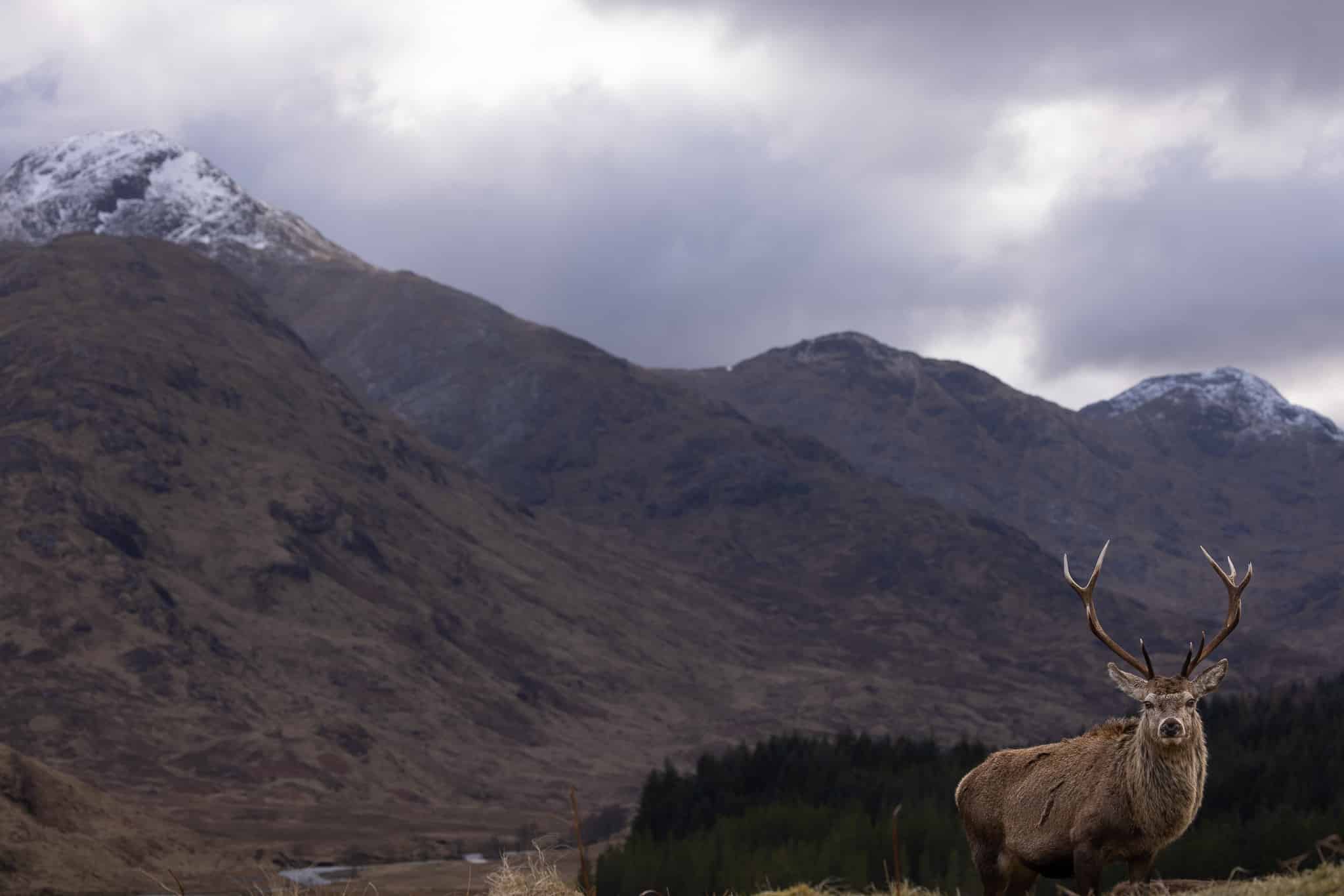 A snow-capped peak serves as the backdrop for this photo of a mountain stag striking a pose.