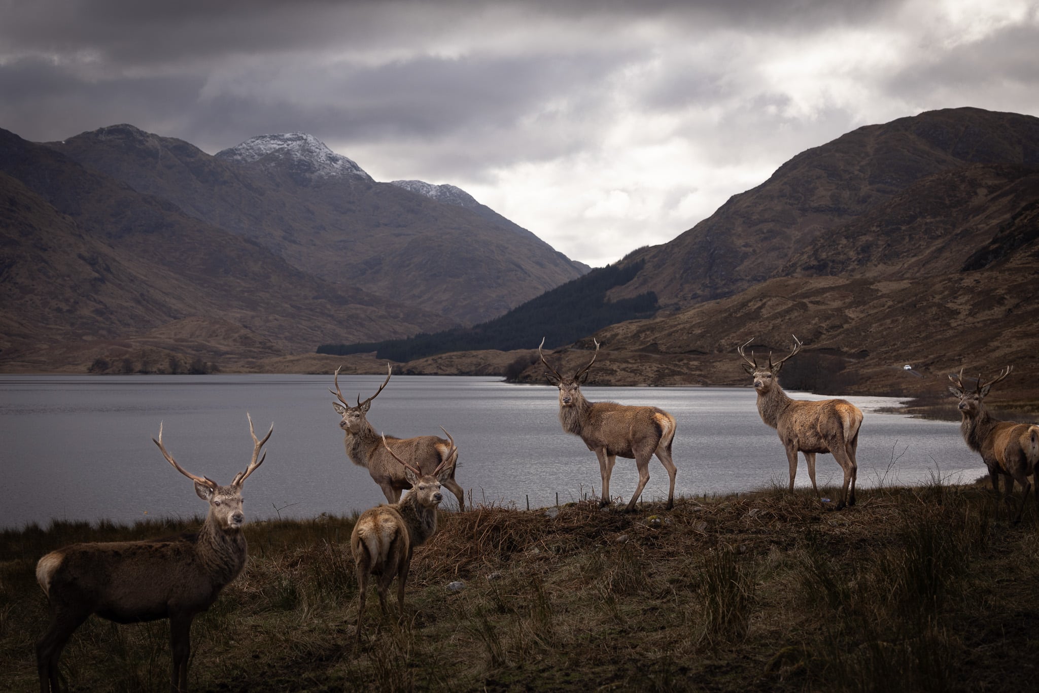 Pictured here in the Scottish Highlands by Julian Davies Photography against a background of a Loch and snow-capped mountains are a herd of majestic highland stags.