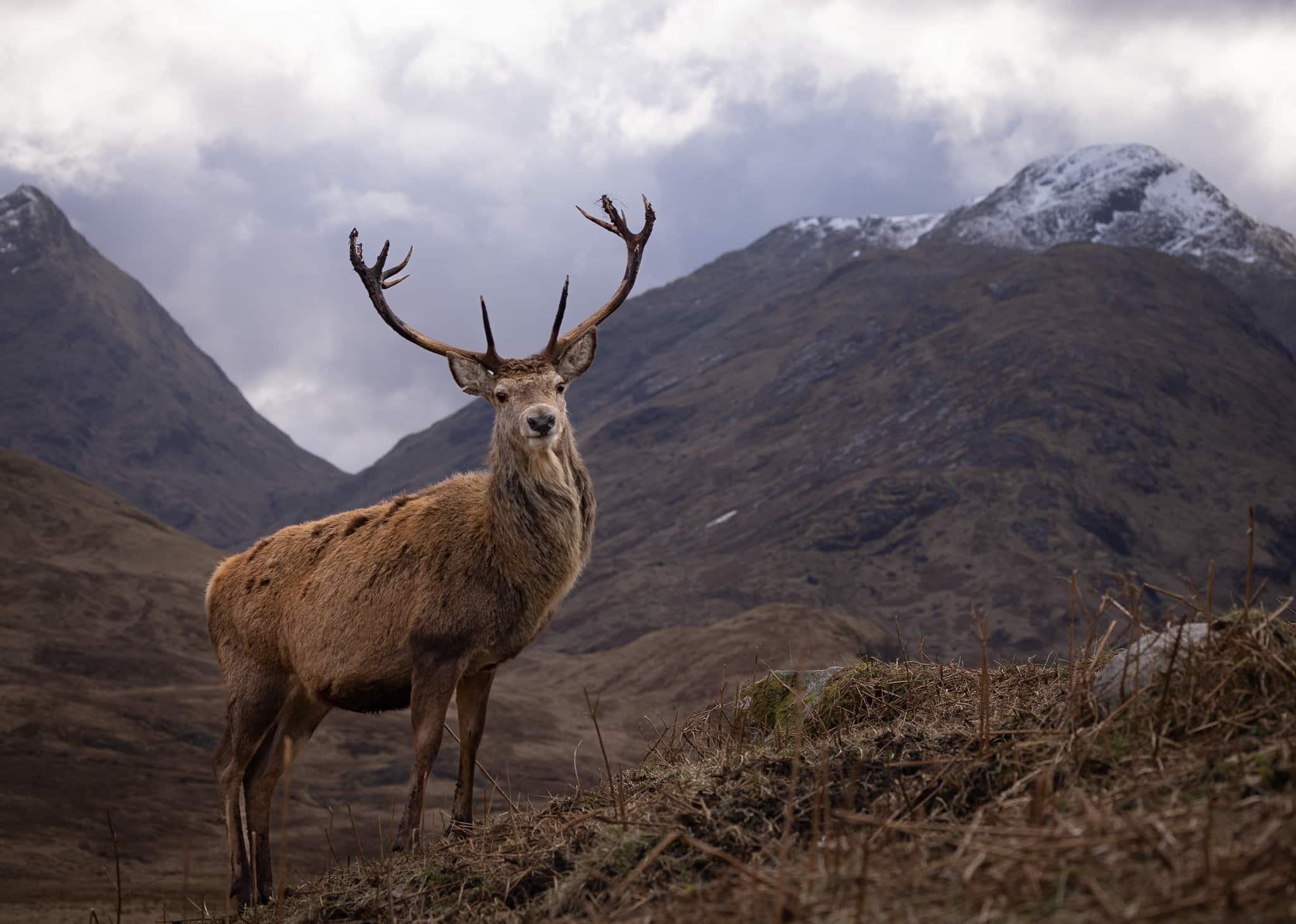 Julian Davies Photography captured this close-up shot of a red deer in the Scottish Highlands.